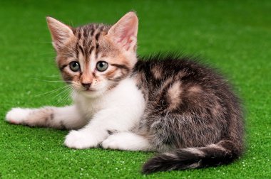 şirin kedi yavrusu