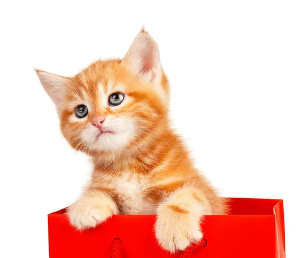 Rode kitten — Stockfoto