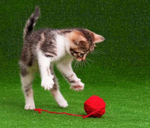 Leuk Katje — Stockfoto