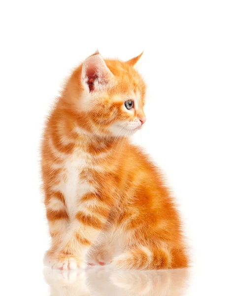 Röd kattunge — Stockfoto
