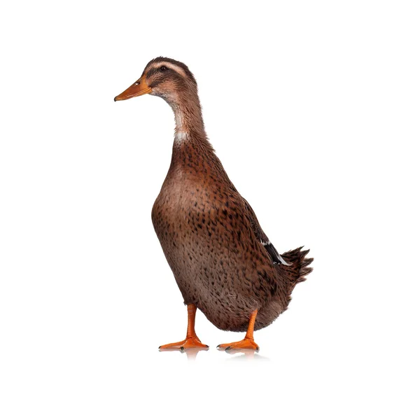 Domestic duck — Stock Photo, Image