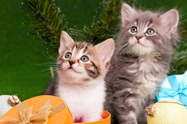 Cute Kittens — Stockfoto