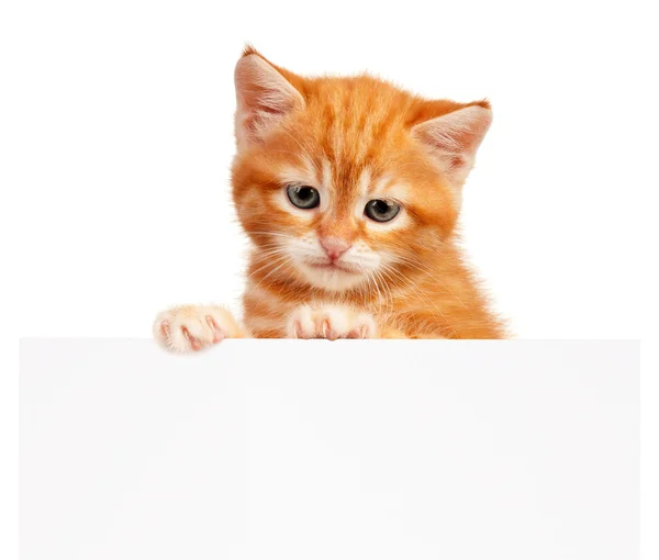 Red kitten — Stock Photo, Image