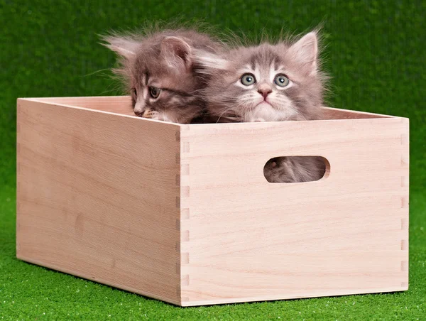 Cute gray kittens — Stock Photo, Image
