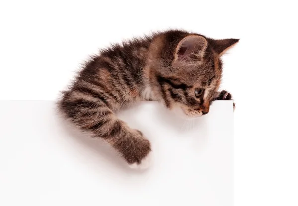 귀여운 새끼 고양이 — 스톡 사진
