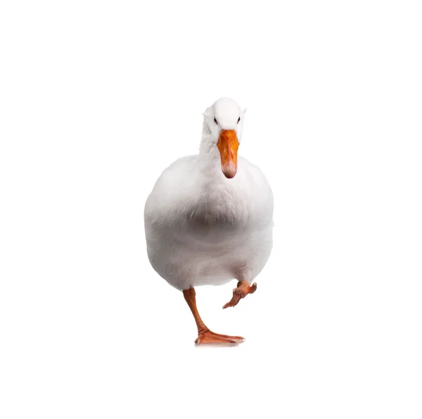 Binnenlandse gans — Stockfoto