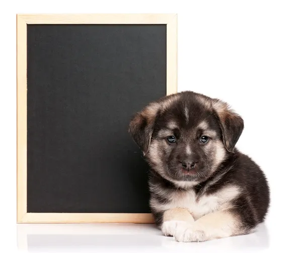 黒板と子犬 — ストック写真