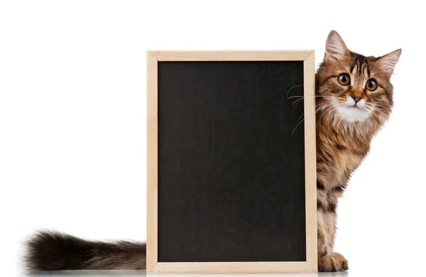 Cat with blackboard — Stock Photo, Image