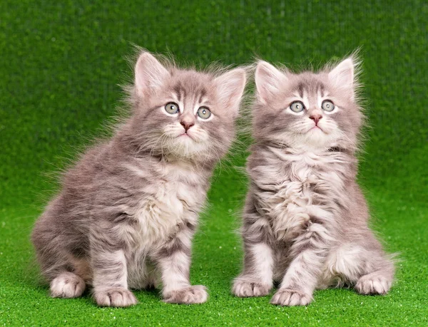 Cute gray kittens — Zdjęcie stockowe