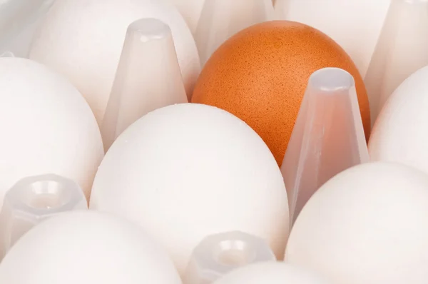 Αυγά στο πλαίσιο — Φωτογραφία Αρχείου