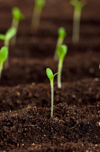 Gröna plantor — Stockfoto