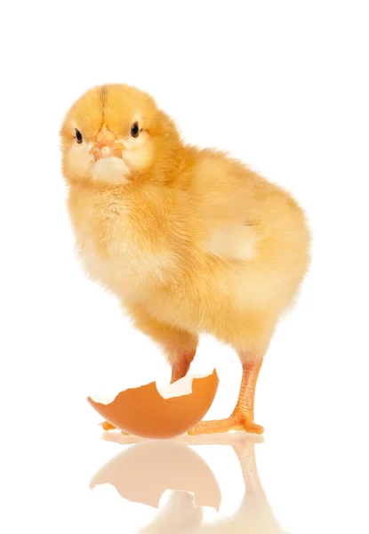 Ayam kecil — Stok Foto