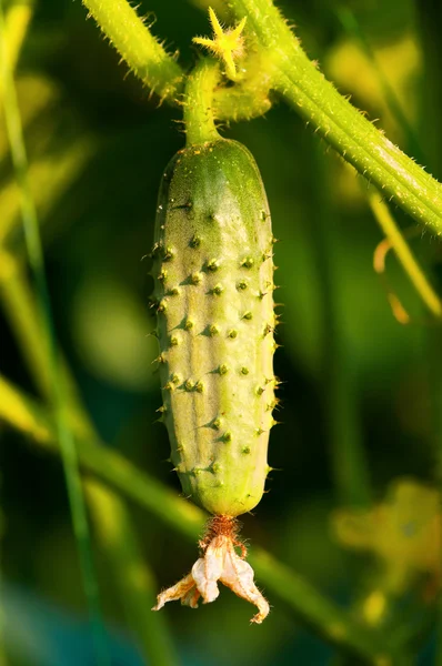 Green cucumber — Stock Photo, Image