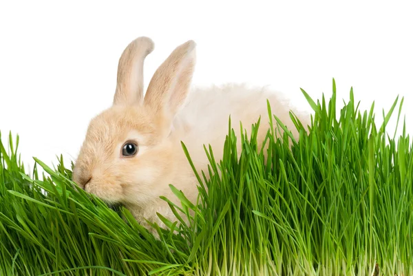 Rabbit in grass — Stock Photo, Image