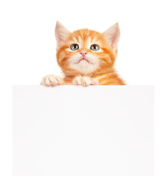 Red kitten — Stock Photo, Image