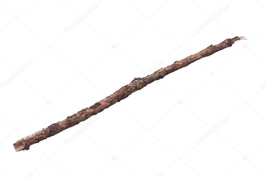 Tree branch