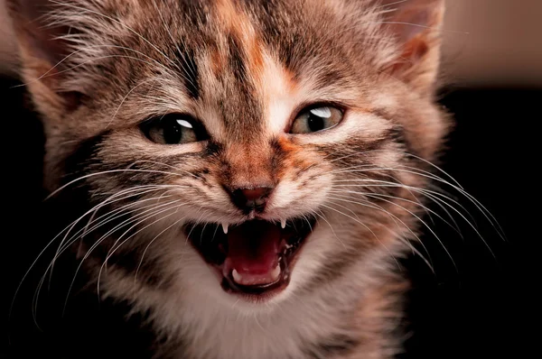 Cute kitten — Stock Photo, Image