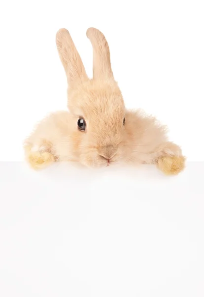 Söt kanin — Stockfoto