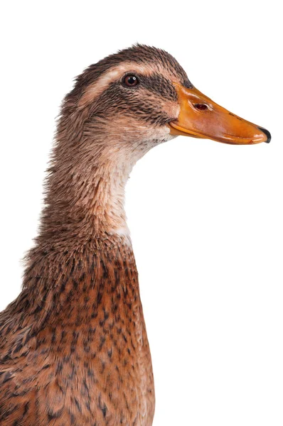 Domestic duck — Stock Photo, Image