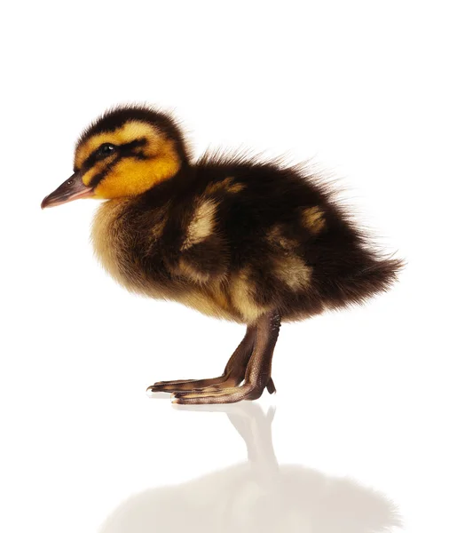 Domestic duckling — Stock Photo, Image