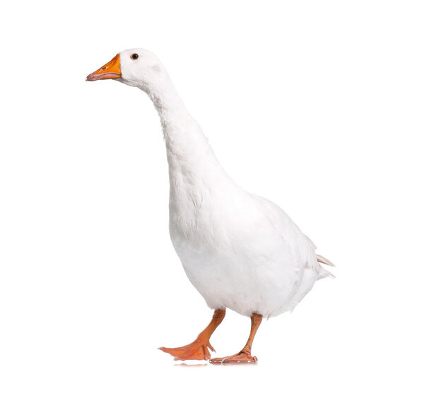 Бытовой гусь
