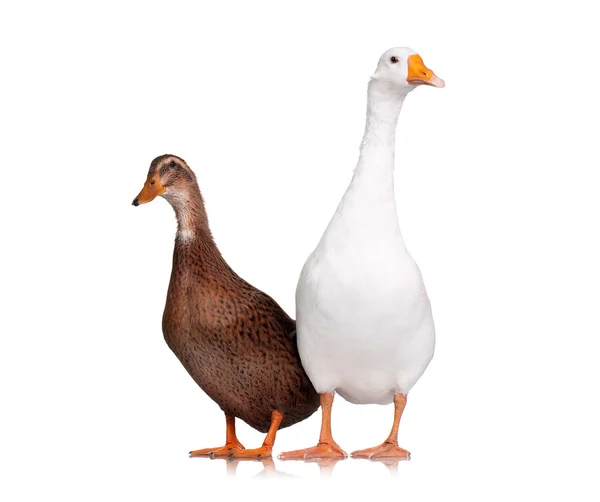 Duck and goose — Stock Photo, Image