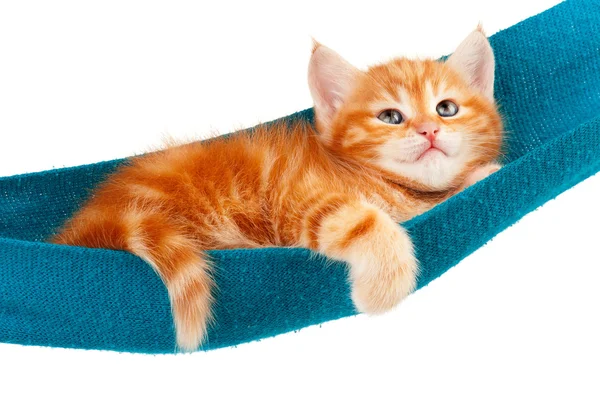 Kırmızı kedi yavrusu
