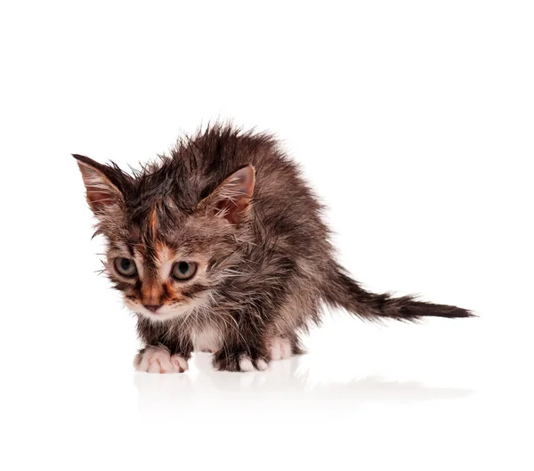 Мокрий кошеня — стокове фото
