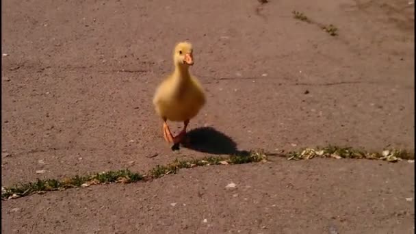 Kleiner gelber Gössling — Stockvideo