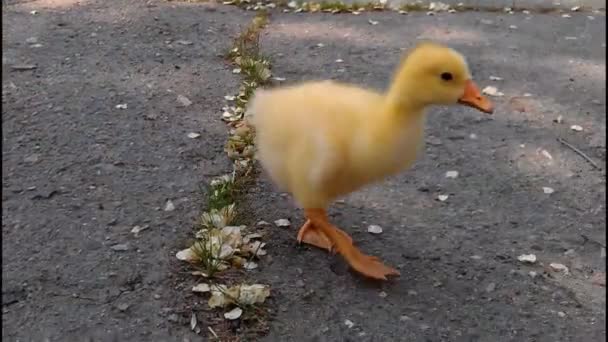 Little yellow gosling — Stock Video