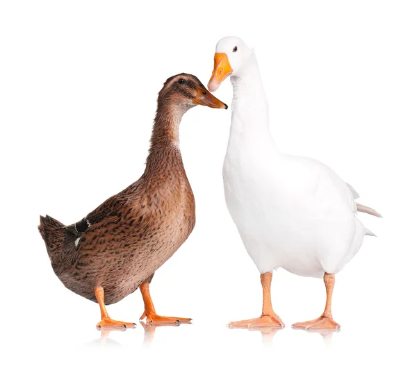 Canard et oie — Photo