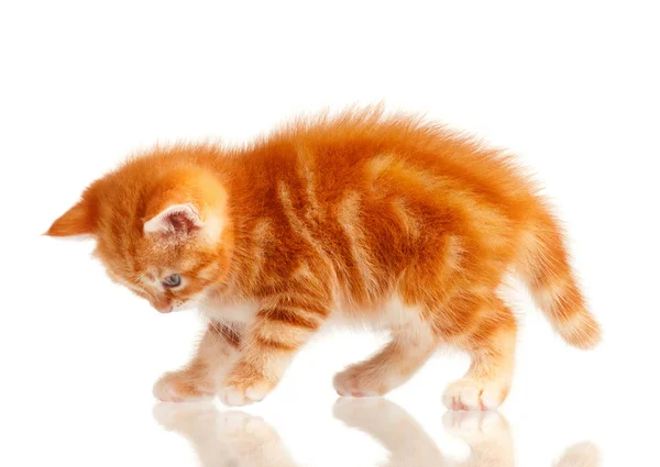 Gatinho vermelho — Fotografia de Stock