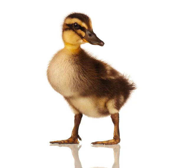 Domestic duckling — Stock Photo, Image