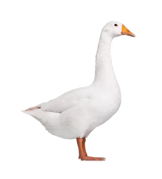 Domestic goose — Stock Photo, Image