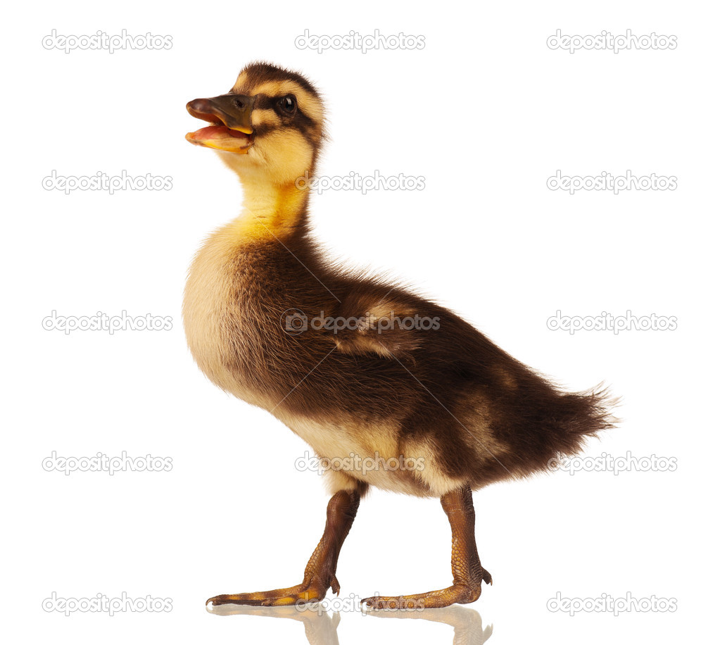Domestic duckling
