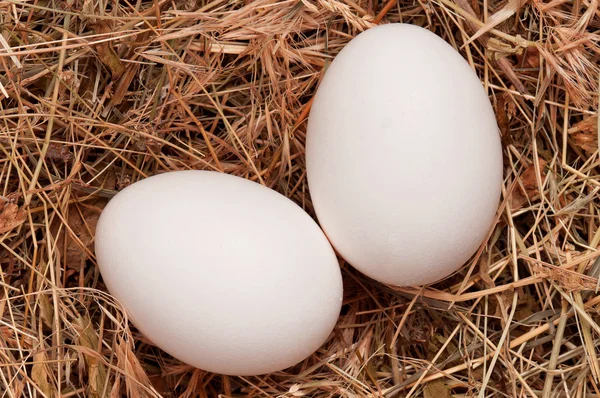 Eieren in nest — Stockfoto