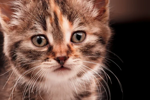 Leuk Katje — Stockfoto