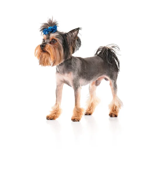 Yorkshire terrier — Fotografia de Stock