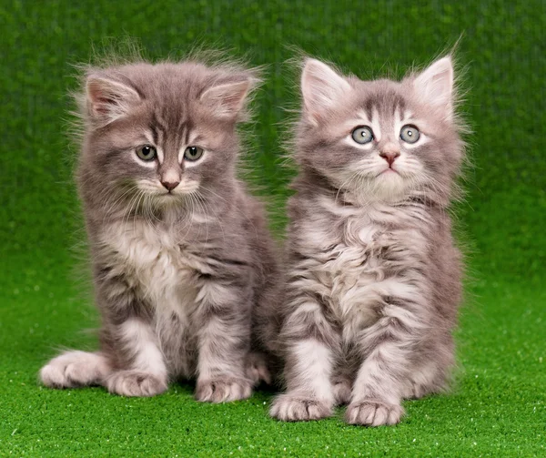 Söt grå kattungar — Stockfoto