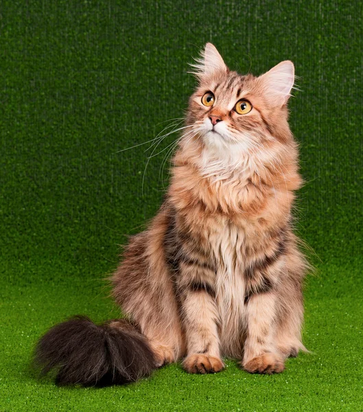 Katze erwachsen — Stockfoto