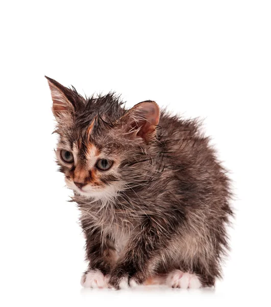 Våt kattunge — Stockfoto