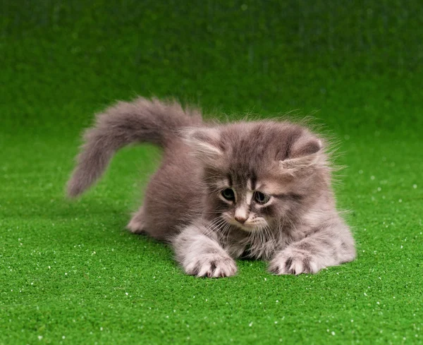 Gatinho cinzento bonito — Fotografia de Stock