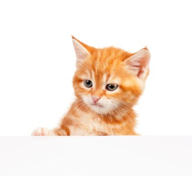 Kırmızı kedi yavrusu