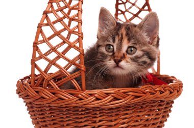 şirin kedi yavrusu
