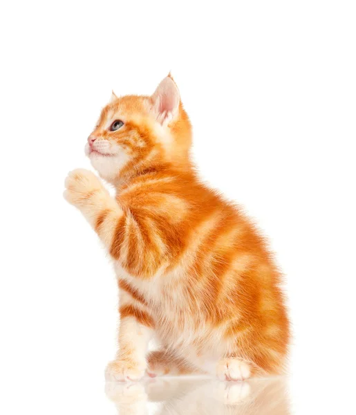 Red kitten — Stock Photo, Image