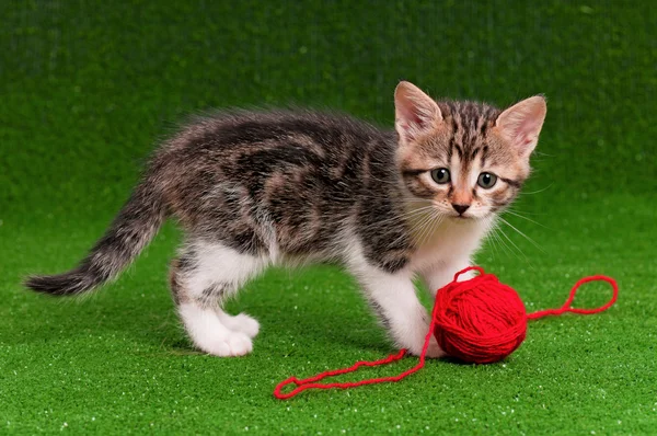 Cute kitten — Stock Photo, Image