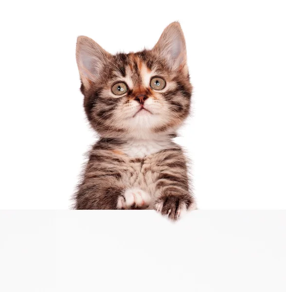 Cute kitten — Stock Photo, Image