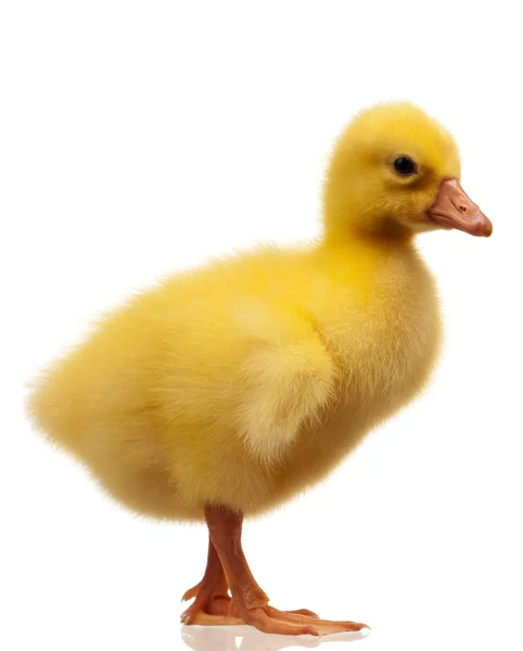 Domestic gosling — Stock Photo, Image