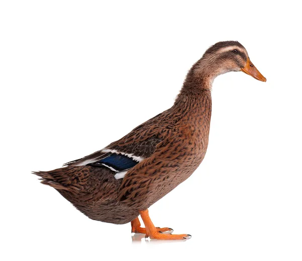 Domestic duck — Stock Photo, Image