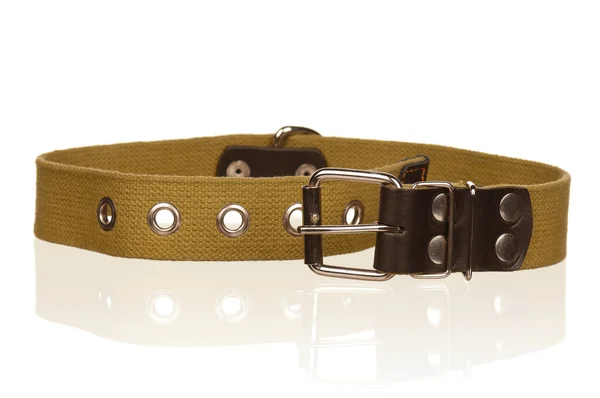 Dog collar — Stock Photo, Image